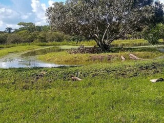 La Mamona Campestre
