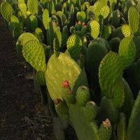 Productos De Nopal Organico Feniha