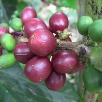 La Chata Coffee Farm