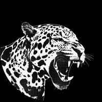 Disco Jaguar