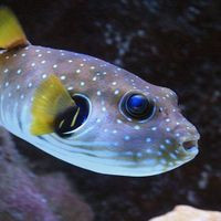 Marin Fish